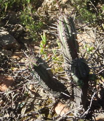 Euphorbia heptagona