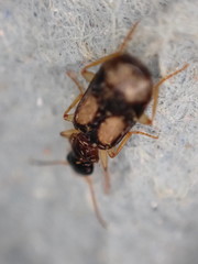 Dromius quadrimaculatus