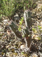 Euphorbia heptagona