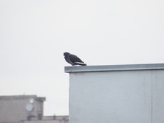 Columba livia domestica