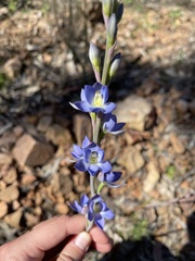 Thelymitra grandiflora