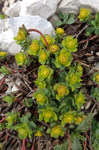 Euphorbia capitulata