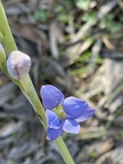Thelymitra grandiflora