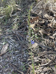 Thelymitra grandiflora