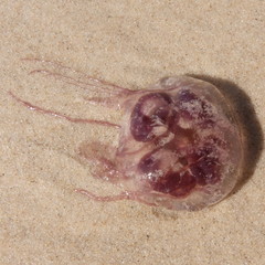 Pelagia noctiluca
