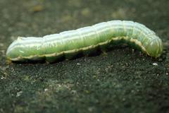 Norracoides basinotata