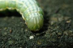 Norracoides basinotata