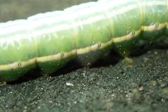 Norracoides basinotata