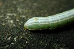 Norracoides basinotata