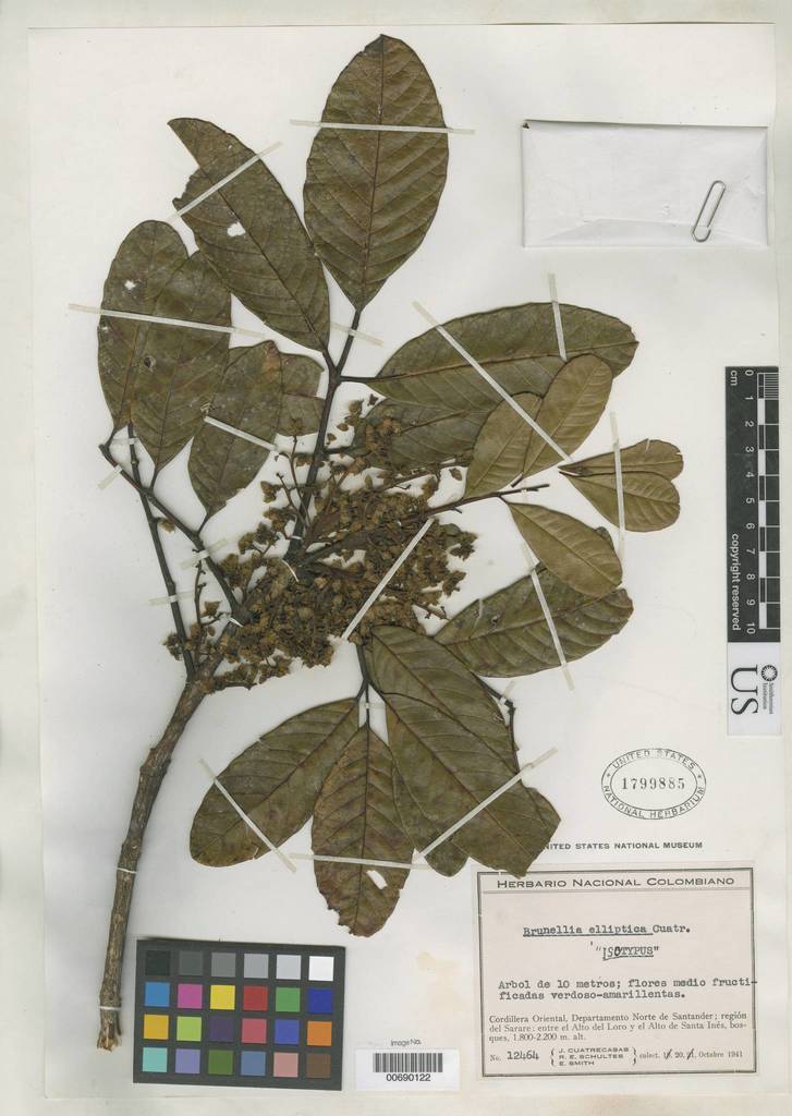 Brunellia elliptica