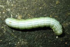 Norracoides basinotata