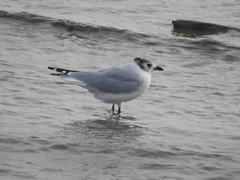 Saundersilarus saundersi