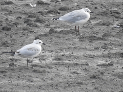 Saundersilarus saundersi