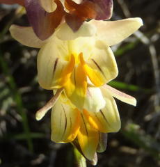 Freesia corymbosa