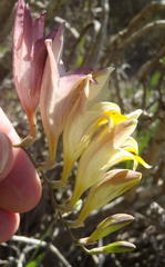 Freesia corymbosa
