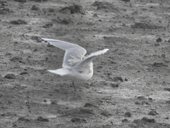 Saundersilarus saundersi