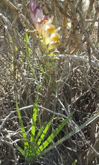 Freesia corymbosa