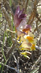 Freesia corymbosa