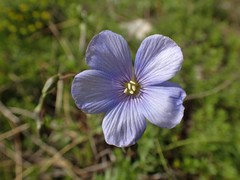 Linum perenne