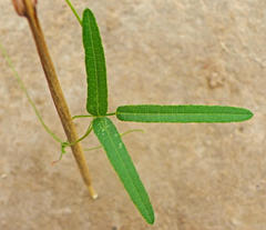 Rhynchosia totta totta