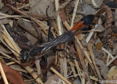 Ammophila heydeni
