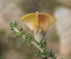 Aspalathus chortophila