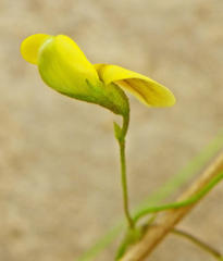 Rhynchosia totta totta