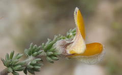 Aspalathus chortophila