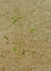 Rhynchosia totta totta