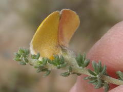 Aspalathus chortophila