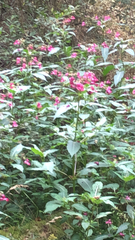 Impatiens glandulifera