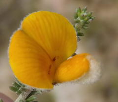 Aspalathus chortophila