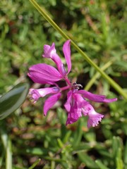 Polygala major