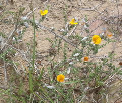 Aspalathus chortophila