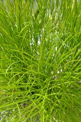 Portenschlagiella ramosissima