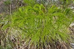 Portenschlagiella ramosissima