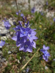Veronica dalmatica