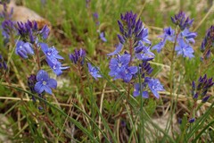 Veronica dalmatica