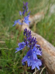 Veronica dalmatica