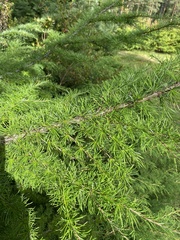Larix sibirica