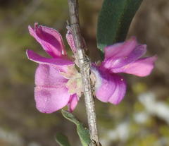 Indigofera denudata
