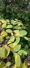 Lonicera caerulea pallasii