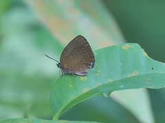 Arhopala antimuta