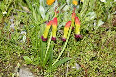 Lachenalia quadricolor