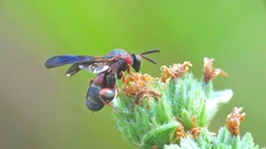 Leucospis robertsoni