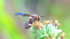 Leucospis robertsoni