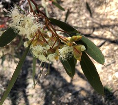 Eucalyptus calycogona