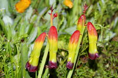 Lachenalia quadricolor