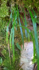 Haplopteris flexuosa