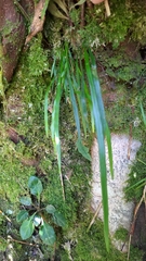 Haplopteris flexuosa